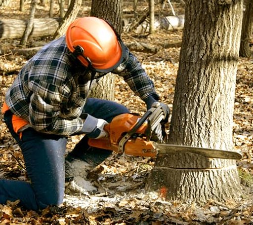 Tree Removal in Claytonville, IL